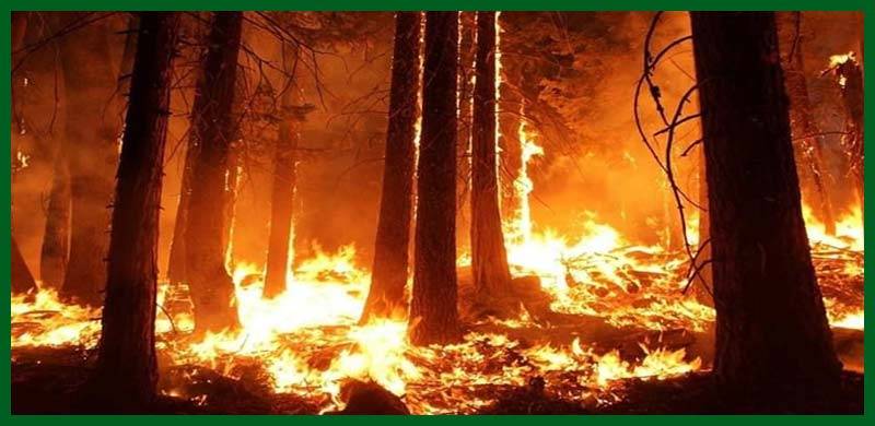 ایمیزون کا جنگل ایسے ہی جلتا رہا تو دنیا میں آکسیجن کم ہو جائے گی