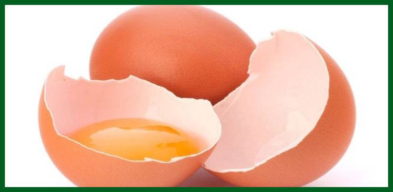 کیا پلاسٹک کے ذریعے انڈے بنانا ممکن ہے؟