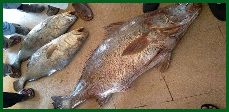 کراچی: جال میں پھنسنے والی 2 نایاب مچھلیوں نے غریب ماہی گیروں کو لکھ پتی بنا دیا