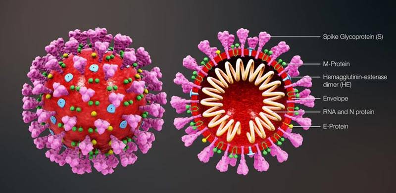 کرونا وائرس: مفروضے، اندیشے، حقائق اور تقاضے