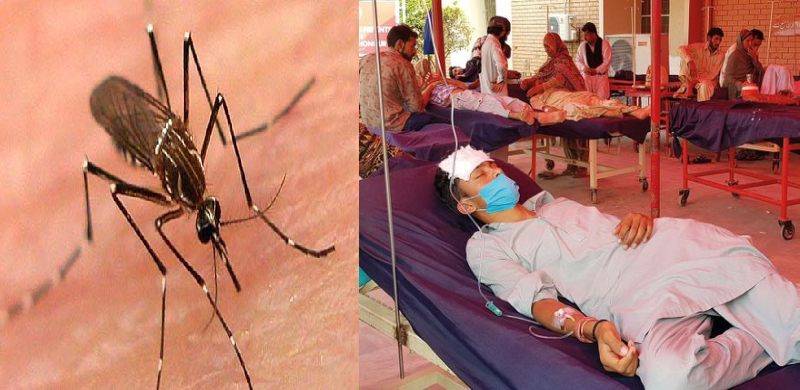 کرونا کے شکار پنجاب پر ڈینگی کا حملہ، موذی وائرس کے 12 کیسز سامنے آگئے