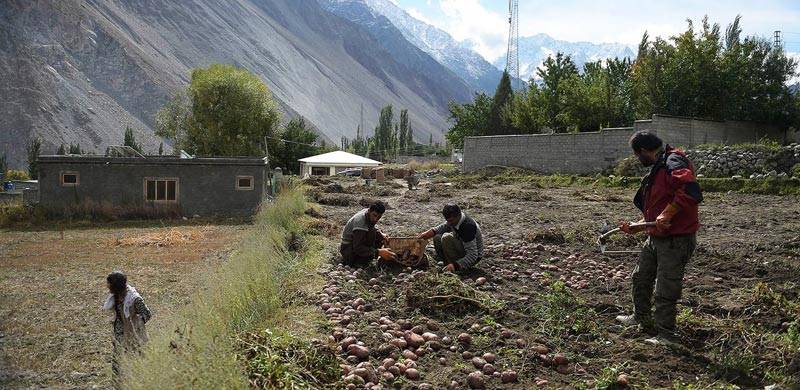 گلگت بلتستان میں آلو کی کاشت کرنے والے ٹھیکیداروں پر مقامی افراد کے خدشات
