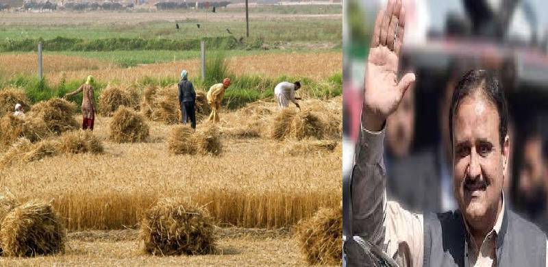 پنجاب حکومت اور بیوروکریسی کی ناقص حکمت عملی: اگلے سال گندم کی پیداوار میں 30 فیصد کمی کا خدشہ