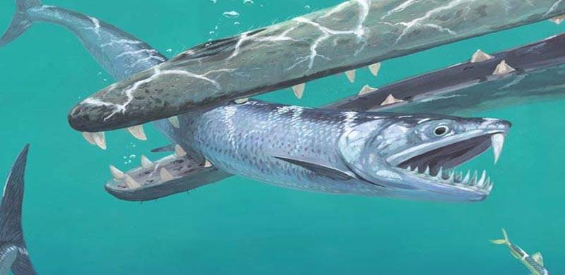 پاکستان میں ’چڑیل مچھلی‘ کی 5 کروڑ 40 لاکھ سال قدیم باقیات دریافت