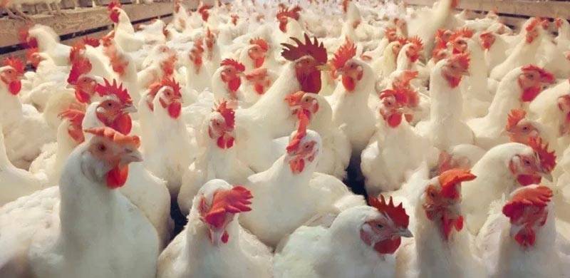 مرغی میں کرونا وائرس کی موجودگی کی خبریں، پاکستان پولٹری ایسوسی ایشن کا اہم بیان سامنے آگیا