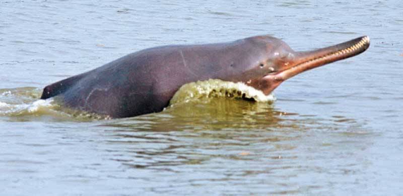 نایاب ترین انڈس ڈولفن کی نسل دوبارہ سے بڑھنے لگی، نیشنل جیوگرافک