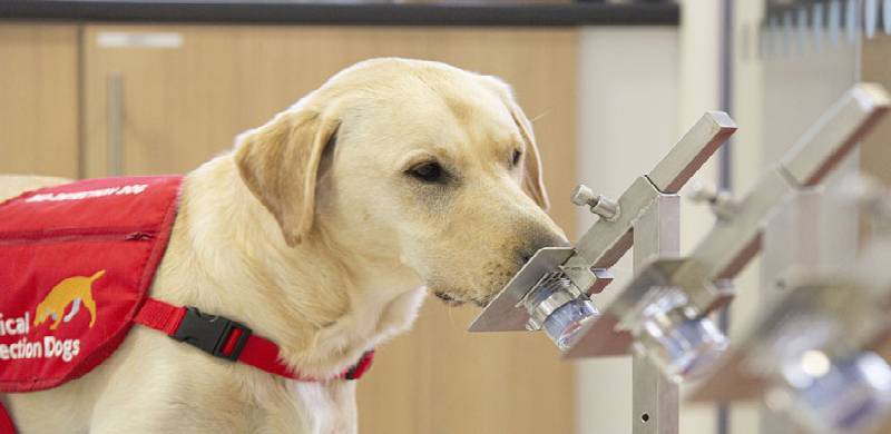 کرونا پر نئی پیش رفت: سونگھنے والے کتے کرونا وائرس کے بارے میں اطلاع دے سکتے ہیں