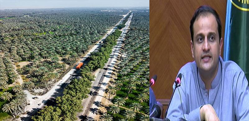 سندھ حکومت کا ٹھٹھہ میں 50 ایکڑ رقبے پر پام درخت کاشت کرنے کا منصوبہ کامیاب