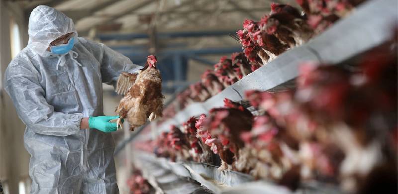 برڈ فلو کی وبا پھیلنے کا تذکرہ: جنوبی کوریا میں 3 لاکھ سے زائد مرغیاں اور بطخیں تلف