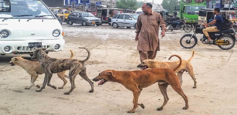 کنجوانی: آوارہ کتے کو مارنے کے لئے چلائی گئی گولی راہگیر کو جا لگی، راہگیر ہلاک