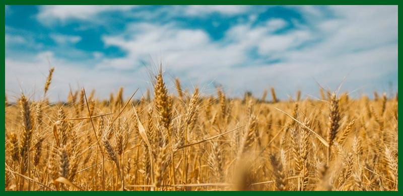 حکومت کی جانب سے گندم کی امدادی قیمت 1800 روپے فی من مقرر