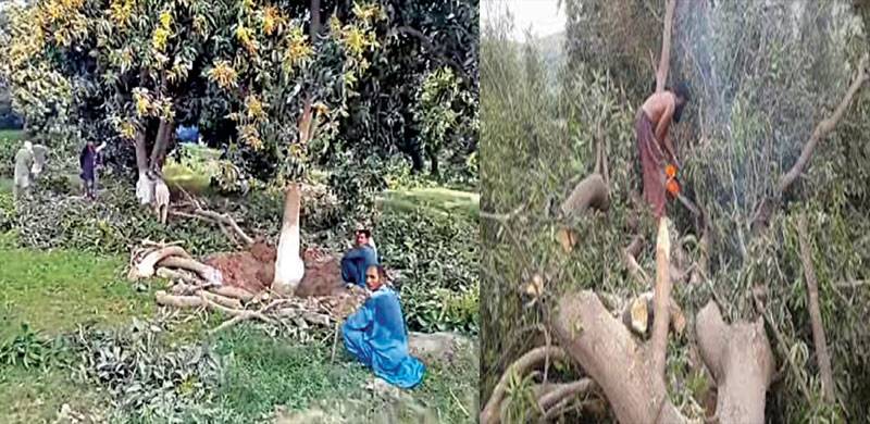 ملتان میں ہاؤسنگ سوسائٹی کی تعمیر کے لئے آموں کے درخت کاٹنے پر پابندی عائد