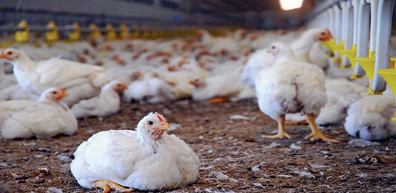 مرغی اور انڈوں کی قیمت میں ہوشربا اضافہ، پولٹری فیڈ کمپنیوں کے مبینہ گٹھ جوڑ کا انکشاف