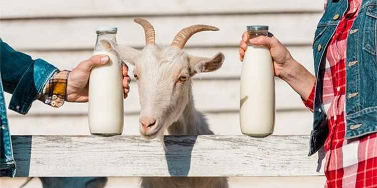 کیا بکری کا دودھ کورونا کے علاج میں فائدہ مند ہے؟