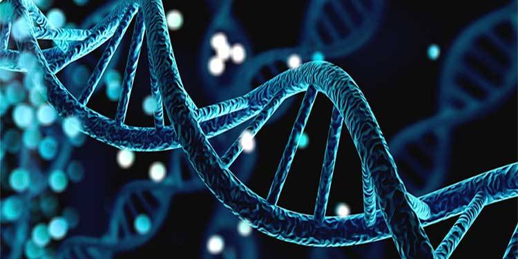 عمر میں اضافہ ممکن، سائنسدانوں نے اس سے منسلک اہم جینز کا گروپ دریافت کرلیا