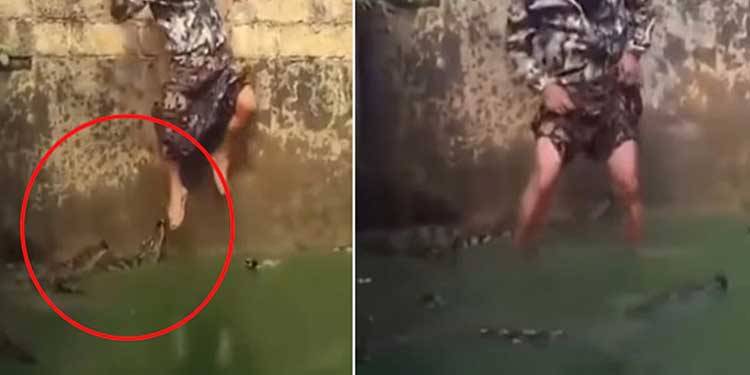 درجنوں مگرمچھوں کے درمیان ایک شخص پانی میں اتر گیا، ویڈیو وائرل