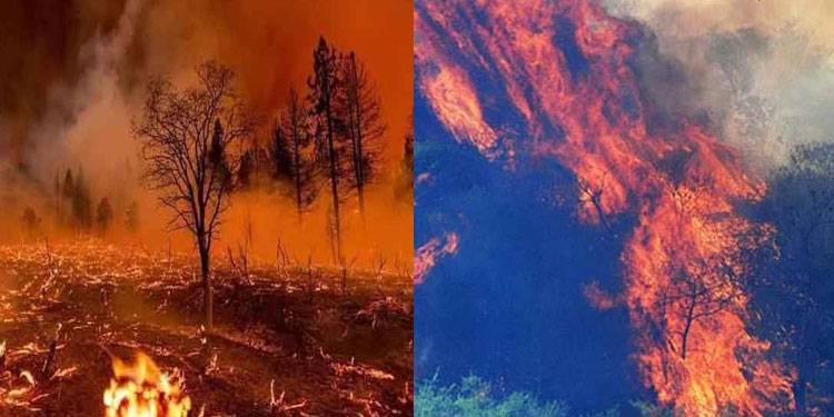 شیرانی کے جنگل میں لگی آگ تاحال بے قابو، وادی تیرہ میں بھی آگ، مارگلہ کی پہاڑیوں میں آگ پھر بھڑک اٹھی