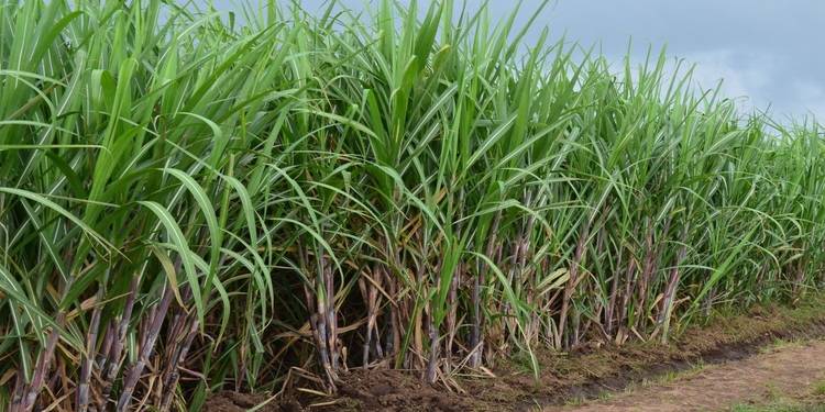 پنجاب حکومت کاشتکاروں کو گنا اگانے پر مجبور، گندم کا بحران پیدا کر رہی ہے: ن لیگ