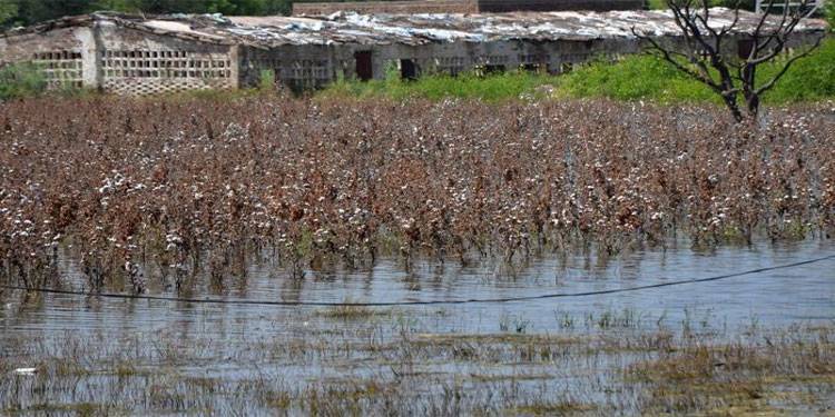 سیلاب سے متاثر کسانوں کو ابھی تک معاوضہ نہیں مل سکا