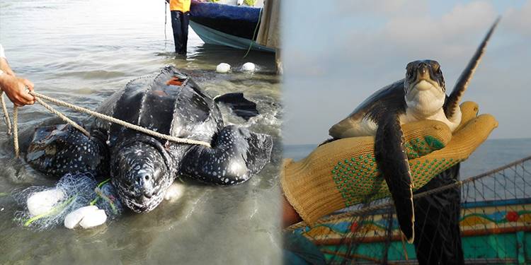 ماہی گیری کے تبدیل شدہ طریقہ ہائے کار سے پاکستانی سمندر میں نایاب انواع کا شکار تقریبا ختم ہوچکا ہے