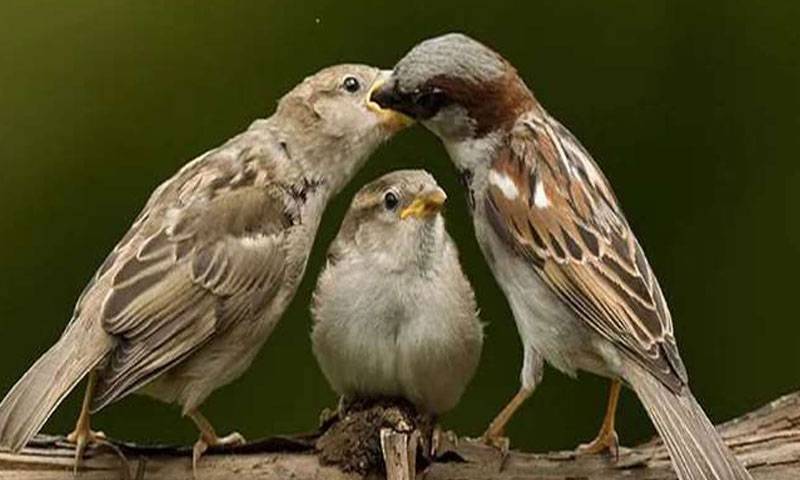 ہاؤس اسپرو کیوں نایاب ہوتی جا رہی ہے؟
