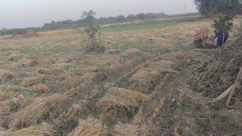 حکومت کا گندم خریدنے سے انکار، زمیندار اور کسان خسارے کے نیچے دبنے لگے