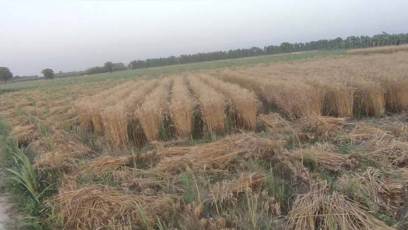 حکومت کا گندم خریدنے سے انکار، زمیندار اور کسان خسارے کے نیچے دبنے لگے